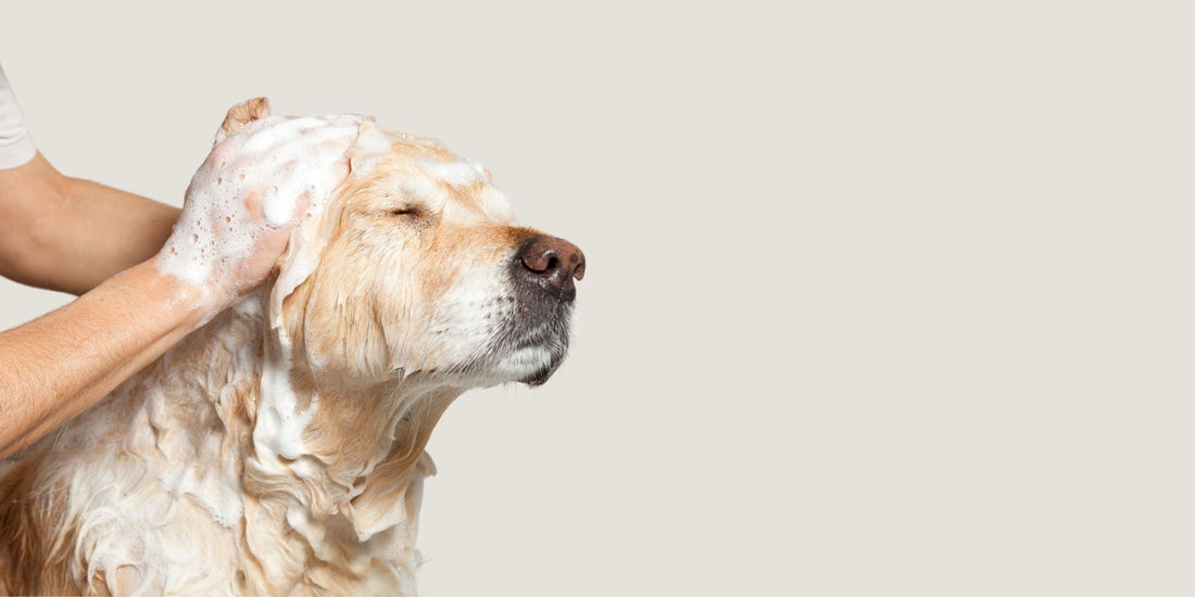What is Colloidal Oatmeal? And why it is good for your dogs skin!
